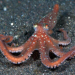 Callistoctopus luteus