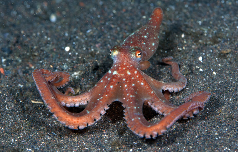 Callistoctopus luteus