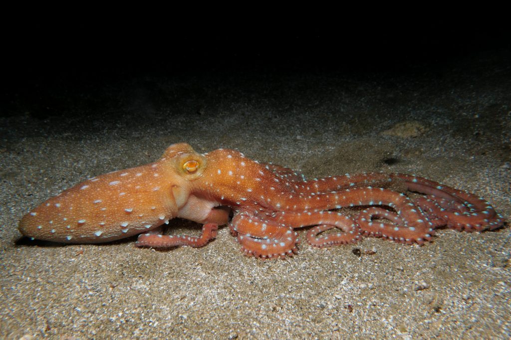 Speciality Dive - PNot - Immersione Notturna